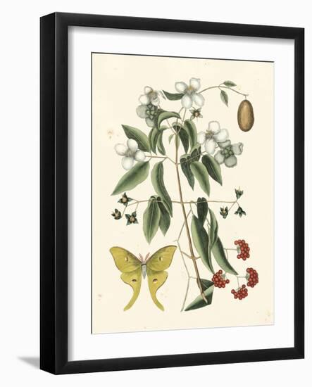 Butterfly and Botanical III-Mark Catesby-Framed Art Print