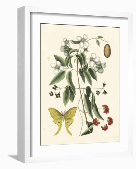 Butterfly and Botanical III-Mark Catesby-Framed Art Print