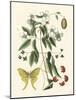 Butterfly and Botanical III-Mark Catesby-Mounted Art Print