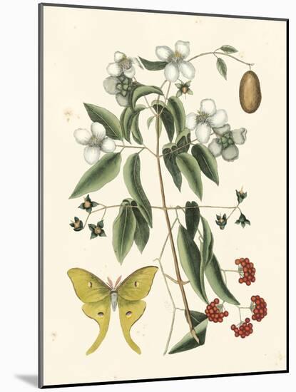 Butterfly and Botanical III-Mark Catesby-Mounted Art Print