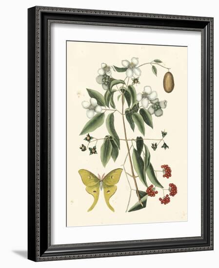 Butterfly and Botanical III-Mark Catesby-Framed Art Print