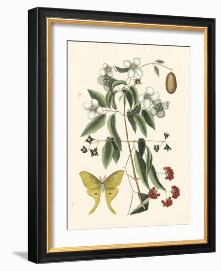 Butterfly and Botanical III-Mark Catesby-Framed Art Print