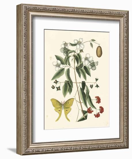 Butterfly and Botanical III-Mark Catesby-Framed Art Print