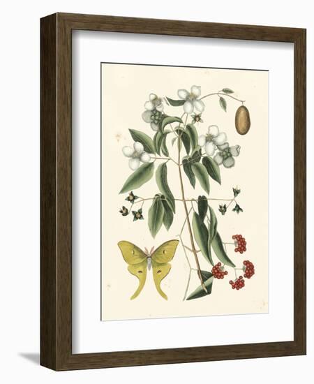 Butterfly and Botanical III-Mark Catesby-Framed Art Print