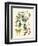 Butterfly and Botanical III-Mark Catesby-Framed Art Print