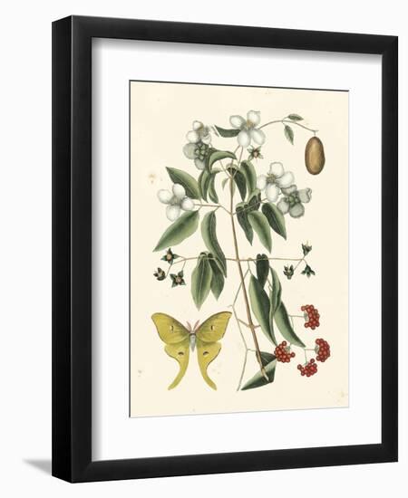 Butterfly and Botanical III-Mark Catesby-Framed Art Print