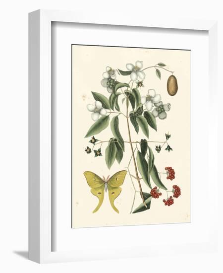 Butterfly and Botanical III-Mark Catesby-Framed Art Print