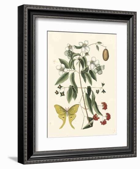 Butterfly and Botanical III-Mark Catesby-Framed Art Print