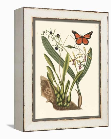 Butterfly and Botanical IV-Mark Catesby-Framed Stretched Canvas