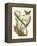 Butterfly and Botanical IV-Mark Catesby-Framed Stretched Canvas