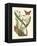 Butterfly and Botanical IV-Mark Catesby-Framed Stretched Canvas