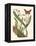 Butterfly and Botanical IV-Mark Catesby-Framed Stretched Canvas