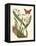 Butterfly and Botanical IV-Mark Catesby-Framed Stretched Canvas