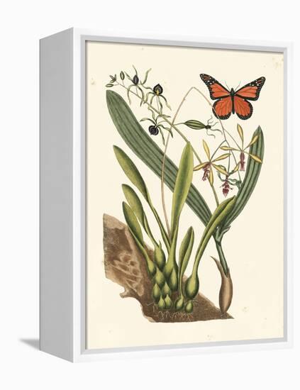 Butterfly and Botanical IV-Mark Catesby-Framed Stretched Canvas