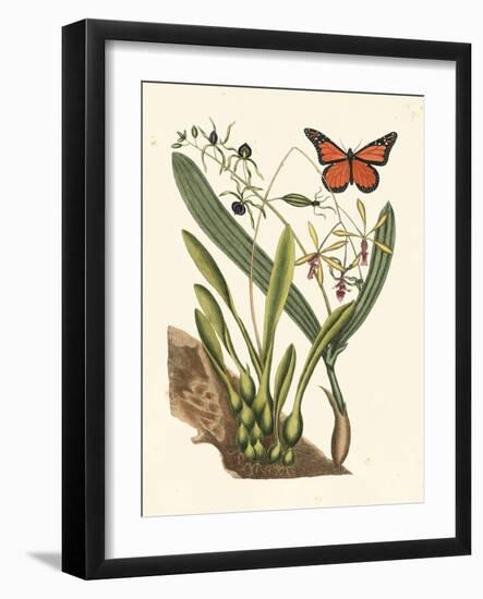 Butterfly and Botanical IV-Mark Catesby-Framed Art Print