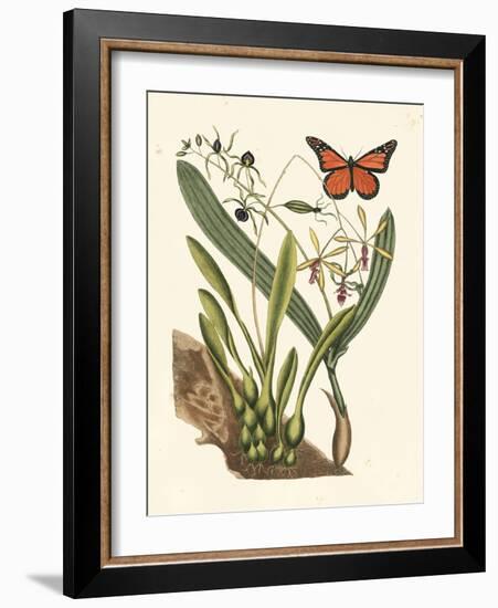 Butterfly and Botanical IV-Mark Catesby-Framed Art Print