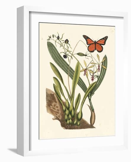 Butterfly and Botanical IV-Mark Catesby-Framed Art Print