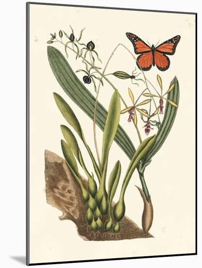 Butterfly and Botanical IV-Mark Catesby-Mounted Art Print