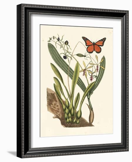 Butterfly and Botanical IV-Mark Catesby-Framed Art Print