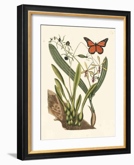 Butterfly and Botanical IV-Mark Catesby-Framed Art Print