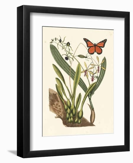 Butterfly and Botanical IV-Mark Catesby-Framed Art Print