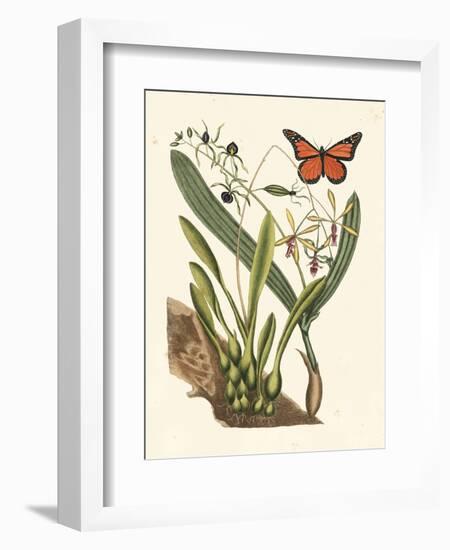 Butterfly and Botanical IV-Mark Catesby-Framed Art Print