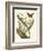 Butterfly and Botanical IV-Mark Catesby-Framed Premium Giclee Print