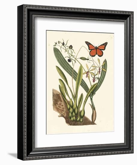Butterfly and Botanical IV-Mark Catesby-Framed Premium Giclee Print