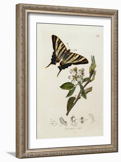 Butterfly and Larvae, from 'British Entomology'-John Curtis-Framed Giclee Print