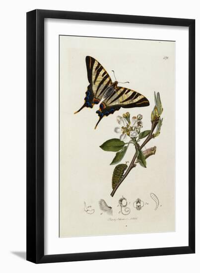 Butterfly and Larvae, from 'British Entomology'-John Curtis-Framed Giclee Print