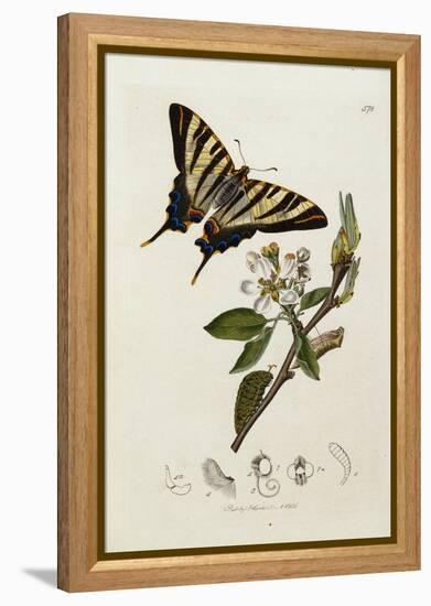Butterfly and Larvae, from 'British Entomology'-John Curtis-Framed Premier Image Canvas