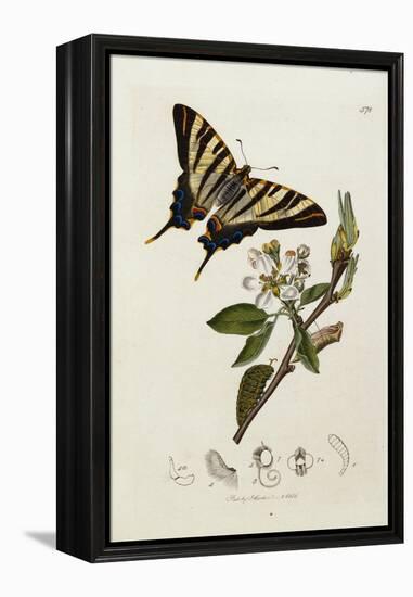 Butterfly and Larvae, from 'British Entomology'-John Curtis-Framed Premier Image Canvas