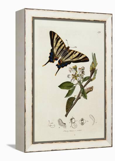 Butterfly and Larvae, from 'British Entomology'-John Curtis-Framed Premier Image Canvas