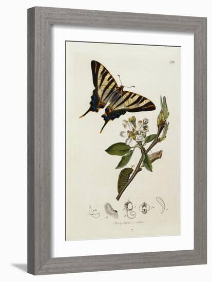 Butterfly and Larvae, from 'British Entomology'-John Curtis-Framed Giclee Print