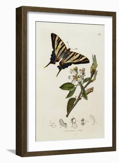 Butterfly and Larvae, from 'British Entomology'-John Curtis-Framed Giclee Print