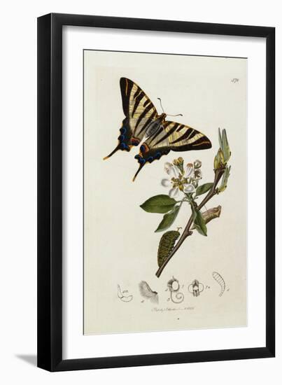 Butterfly and Larvae, from 'British Entomology'-John Curtis-Framed Giclee Print