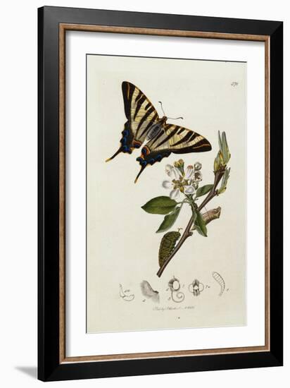 Butterfly and Larvae, from 'British Entomology'-John Curtis-Framed Giclee Print