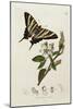 Butterfly and Larvae, from 'British Entomology'-John Curtis-Mounted Giclee Print