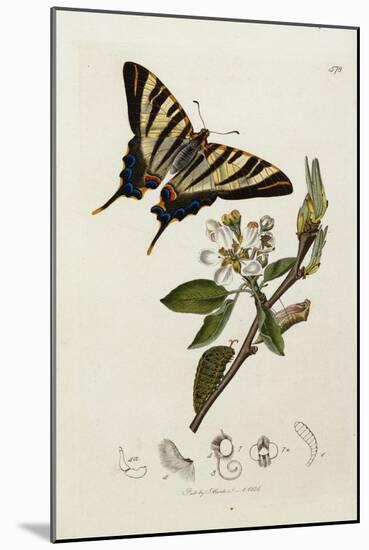 Butterfly and Larvae, from 'British Entomology'-John Curtis-Mounted Giclee Print
