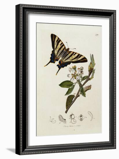 Butterfly and Larvae, from 'British Entomology'-John Curtis-Framed Giclee Print