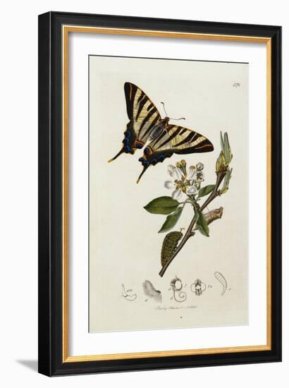 Butterfly and Larvae, from 'British Entomology'-John Curtis-Framed Giclee Print