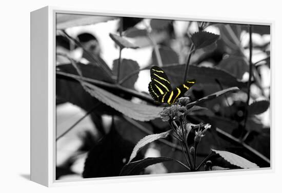 Butterfly at Bronx Zoo-null-Framed Stretched Canvas