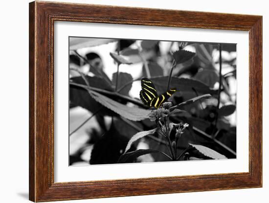 Butterfly at Bronx Zoo-null-Framed Photo