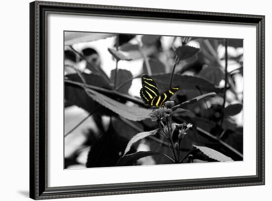 Butterfly at Bronx Zoo-null-Framed Photo