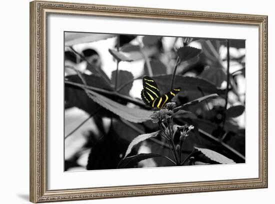 Butterfly at Bronx Zoo-null-Framed Photo