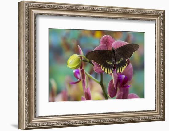 Butterfly Battus Streckerianus from Central and South America-Darrell Gulin-Framed Photographic Print