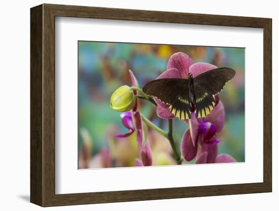 Butterfly Battus Streckerianus from Central and South America-Darrell Gulin-Framed Photographic Print