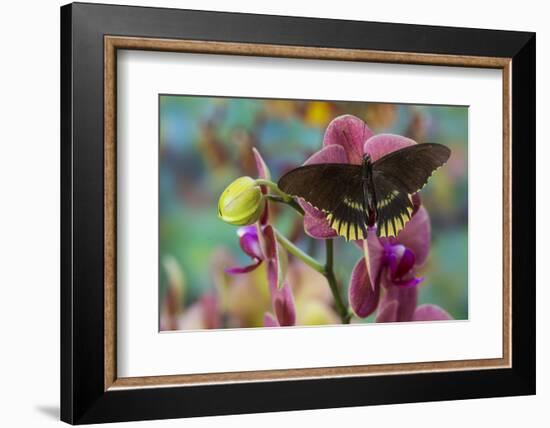 Butterfly Battus Streckerianus from Central and South America-Darrell Gulin-Framed Photographic Print