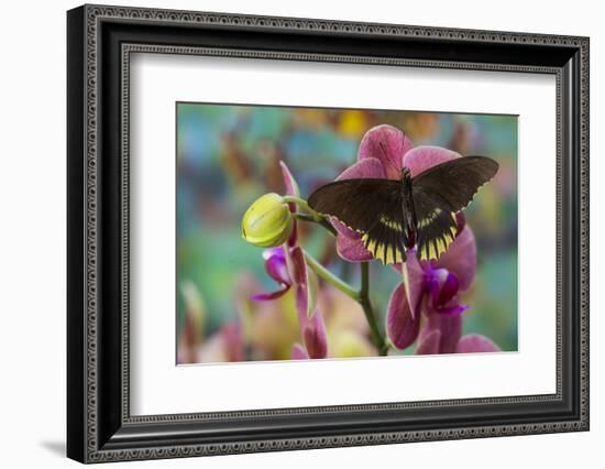 Butterfly Battus Streckerianus from Central and South America-Darrell Gulin-Framed Photographic Print