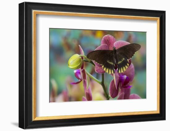 Butterfly Battus Streckerianus from Central and South America-Darrell Gulin-Framed Photographic Print